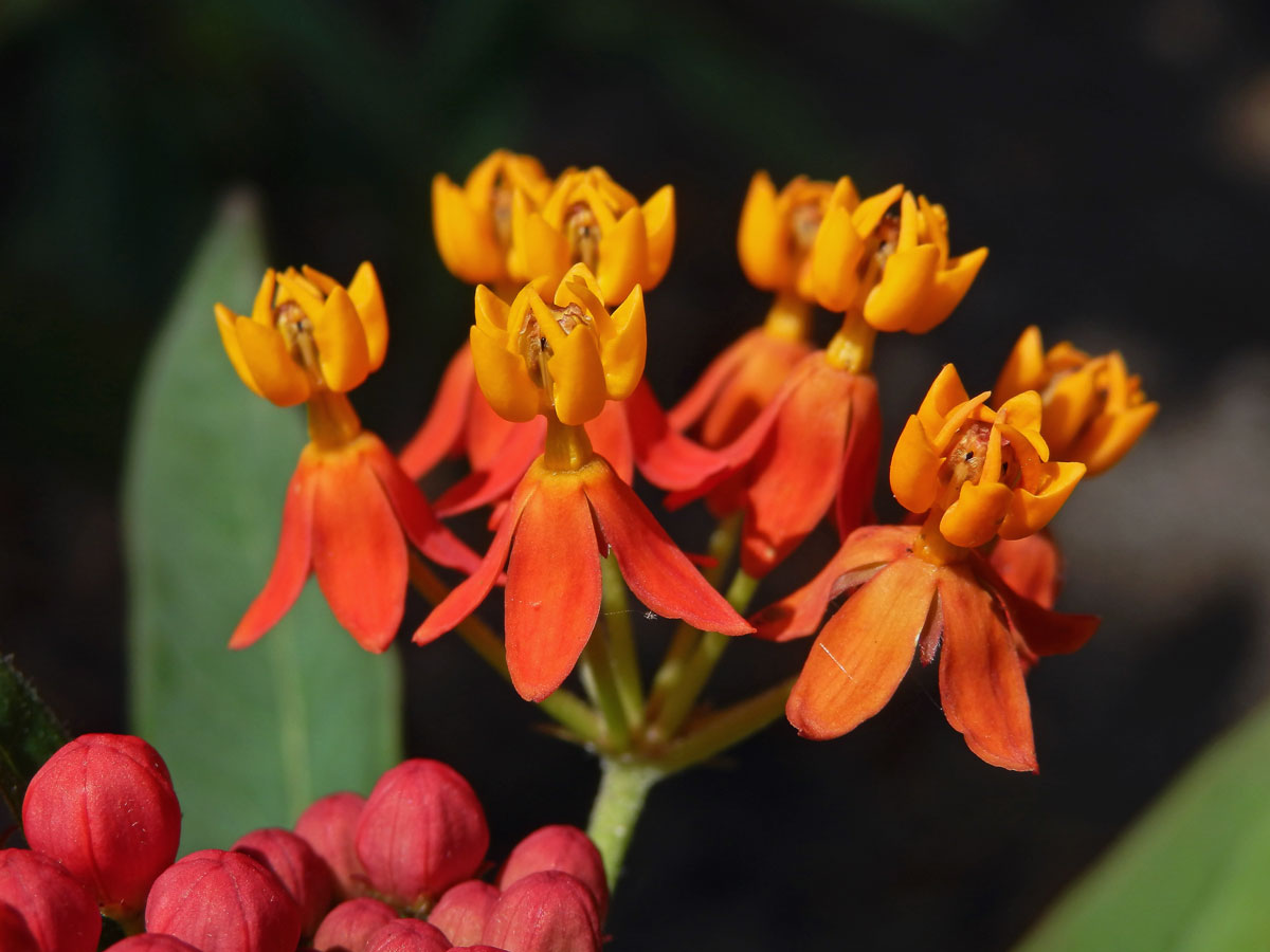 Klejicha kurasavská (Asclepias curassavica L.)