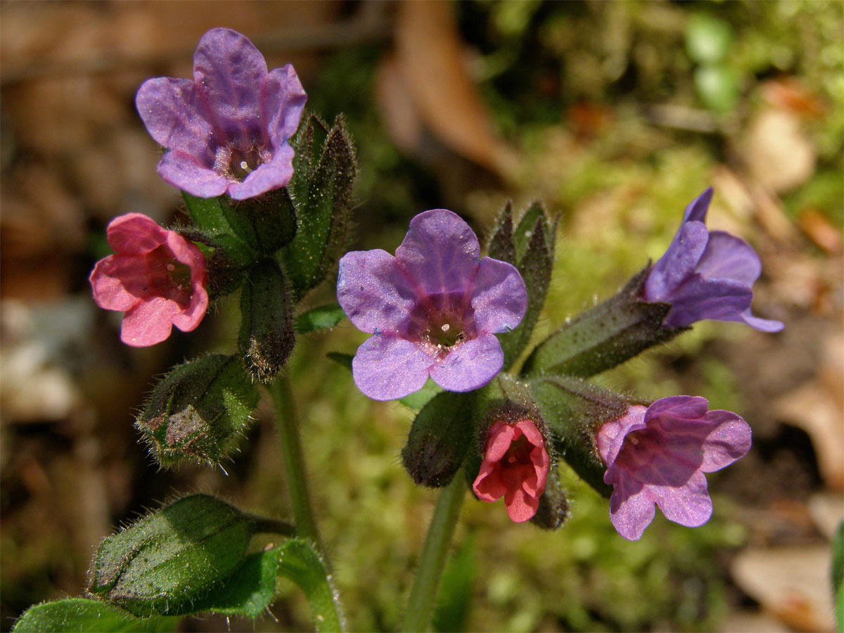 Plicník tmavý (Pulmonaria obscura Dumort.)