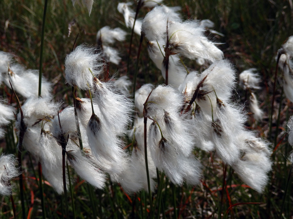 Suchopýr úzkolistý (Eriophorum angustifolium Honck.)