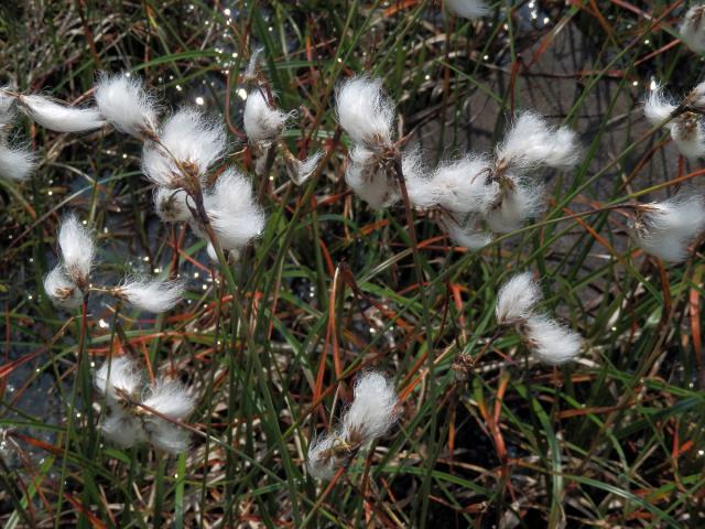 Suchopýr úzkolistý (Eriophorum angustifolium Honck.)