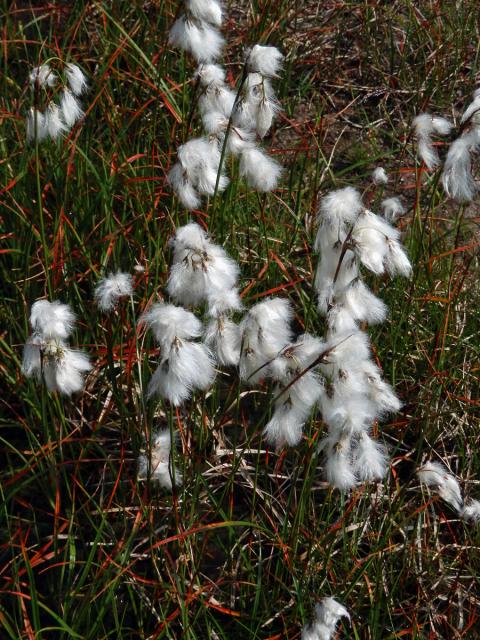 Suchopýr úzkolistý (Eriophorum angustifolium Honck.)