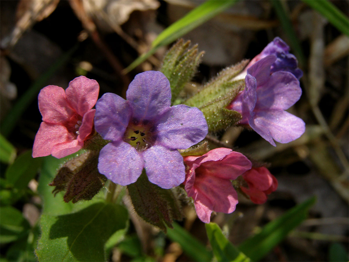 Plicník tmavý (Pulmonaria obscura Dumort.)