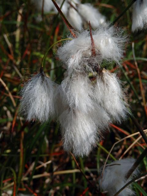 Suchopýr úzkolistý (Eriophorum angustifolium Honck.)