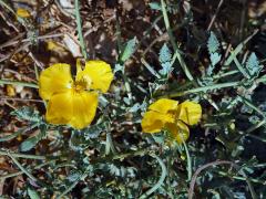 Rohatec žlutý (Glaucium flavum Crantz)