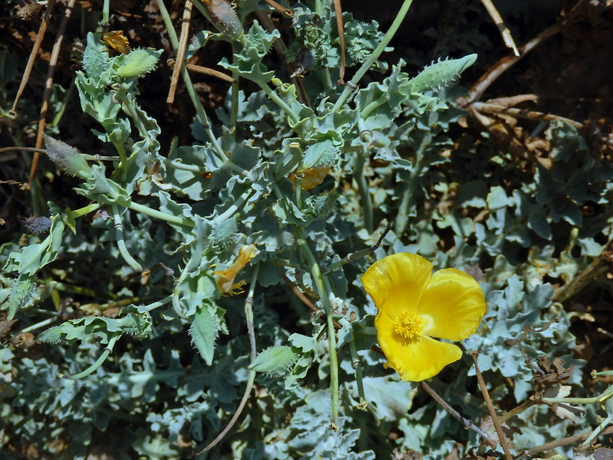 Rohatec žlutý (Glaucium flavum Crantz)