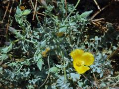 Rohatec žlutý (Glaucium flavum Crantz)