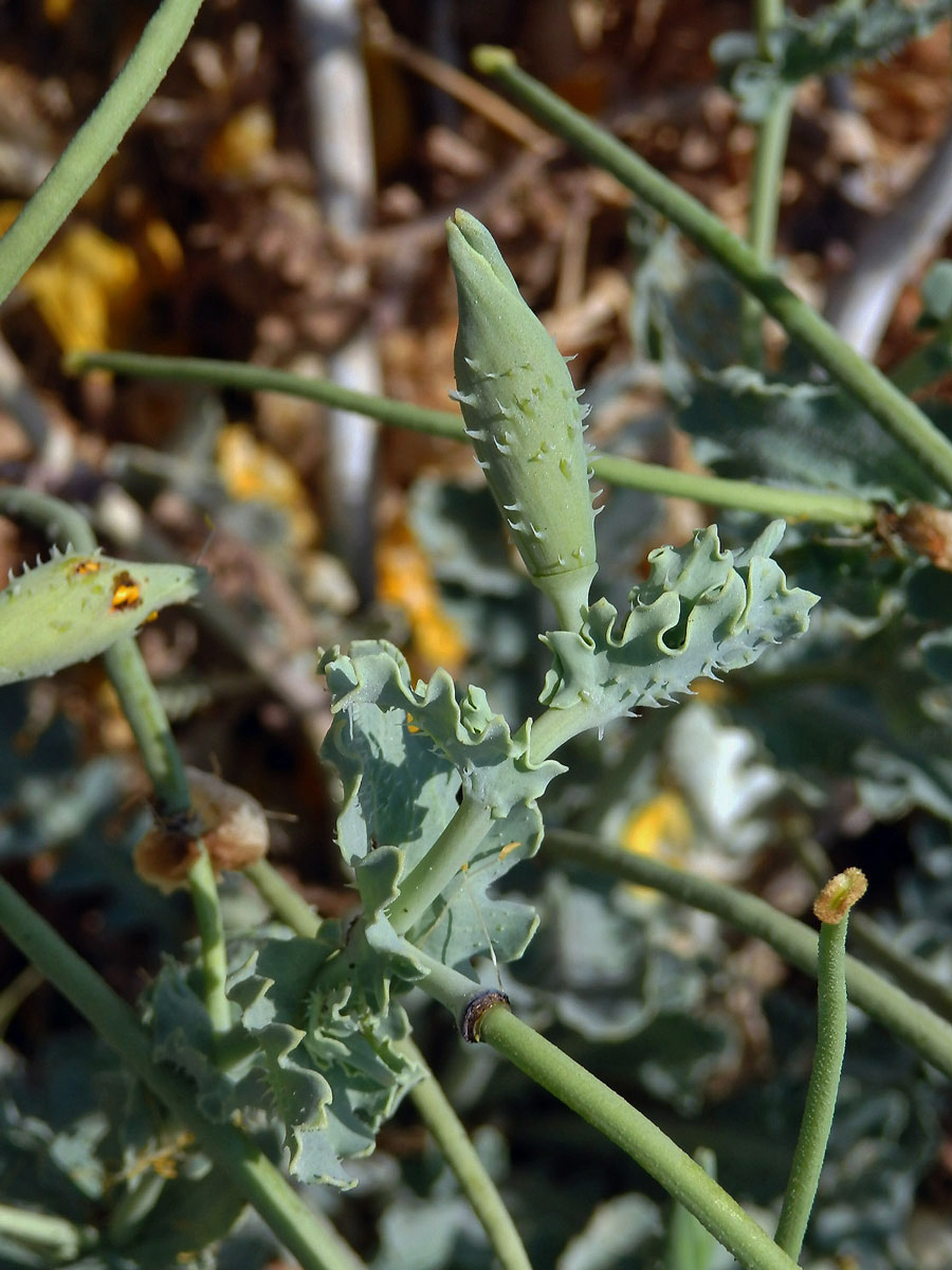 Rohatec žlutý (Glaucium flavum Crantz)