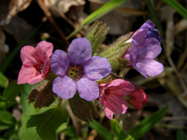 Plicník tmavý (Pulmonaria obscura Dumort.)