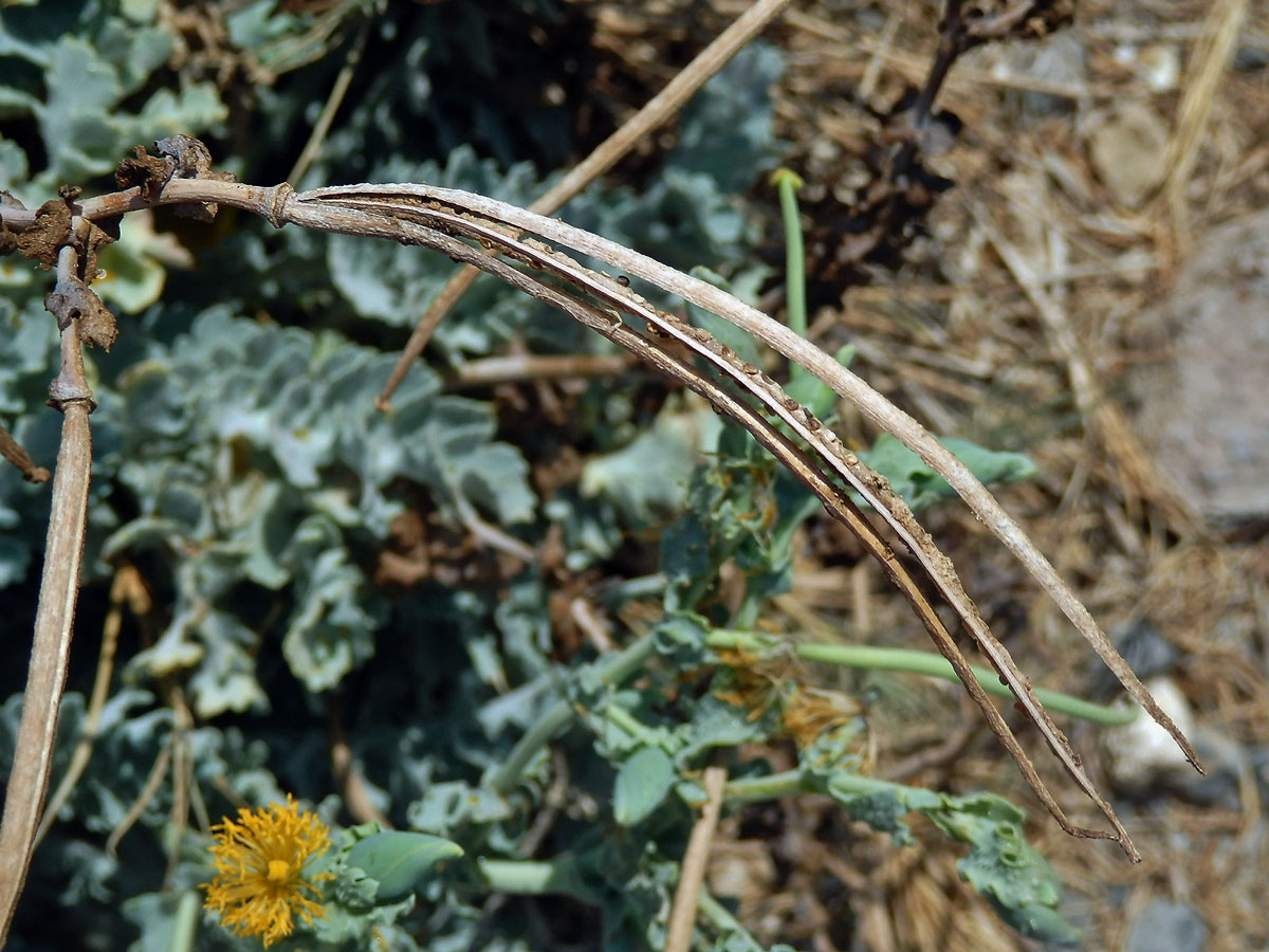 Rohatec žlutý (Glaucium flavum Crantz)