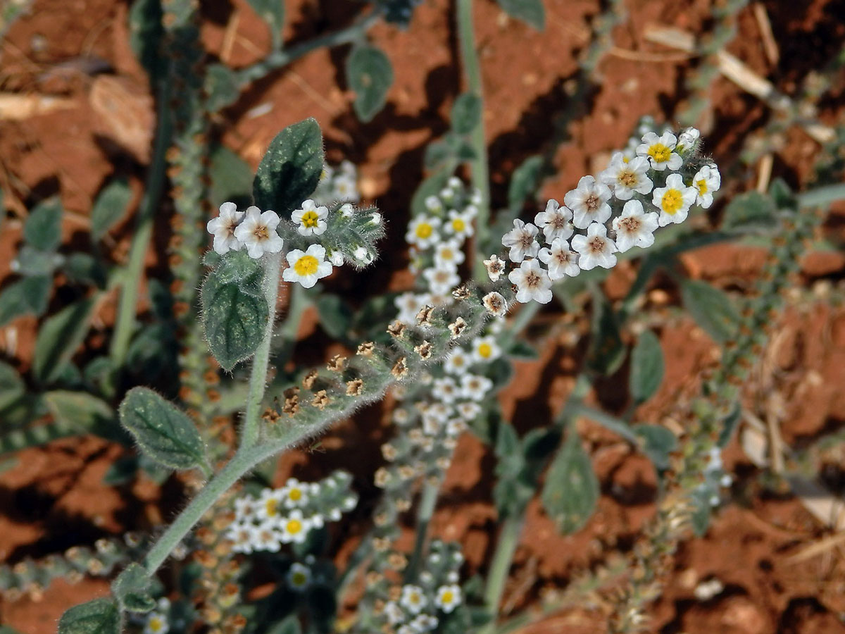 Otočník (Heliotropium hirsutissimum Grauer)