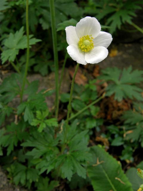 Sasanka lesní (Anemone sylvestris L.)