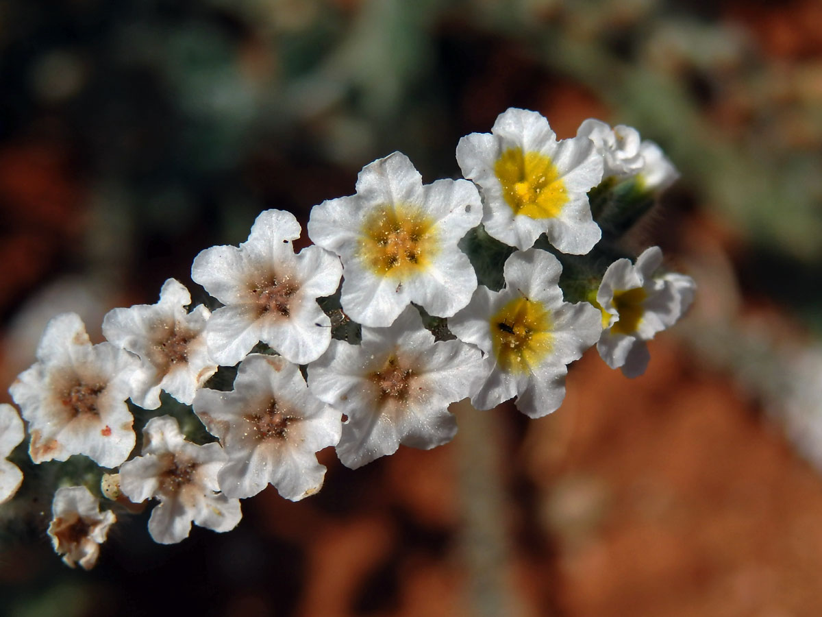 Otočník (Heliotropium hirsutissimum Grauer)