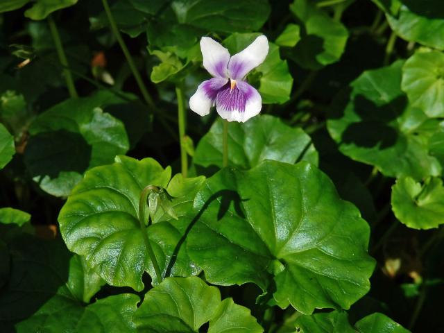 Violka (Viola banksii K. R. Thiele & Prober)