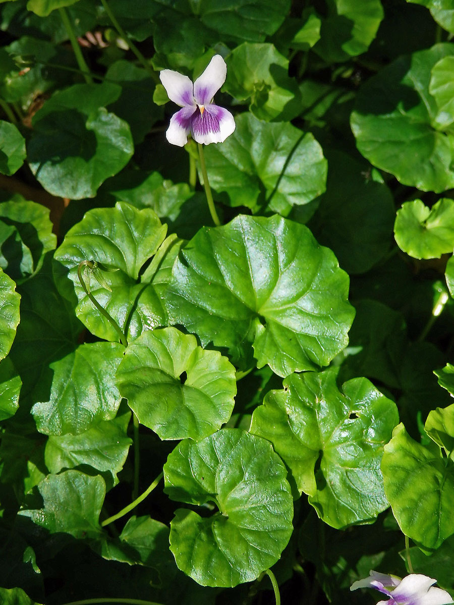 Violka (Viola banksii K. R. Thiele & Prober)