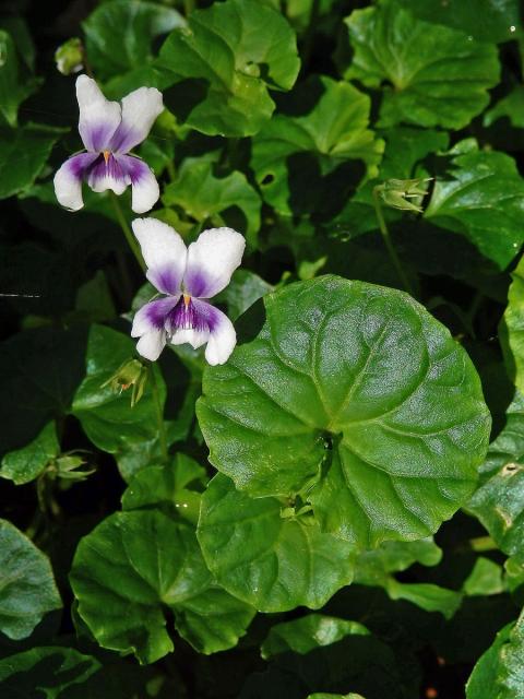 Violka (Viola banksii K. R. Thiele & Prober)