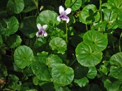 Violka (Viola banksii K. R. Thiele & Prober)