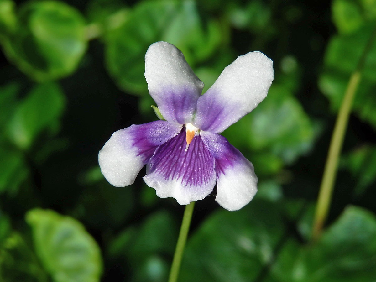 Violka (Viola banksii K. R. Thiele & Prober)