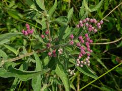 Pluchea odorata (L.) Cass.