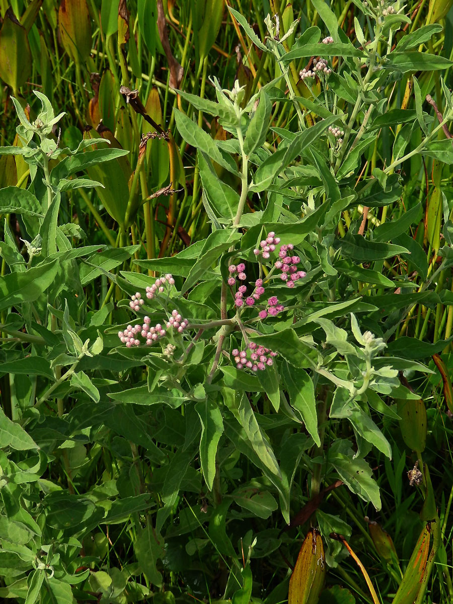 Pluchea odorata (L.) Cass.