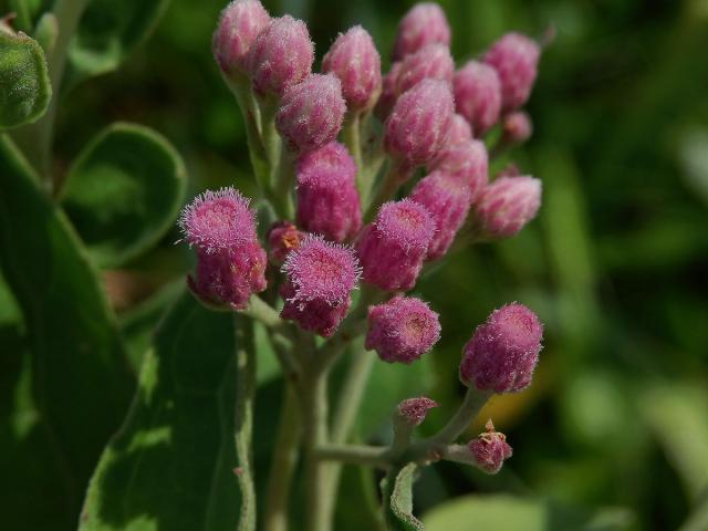 Pluchea odorata (L.) Cass.