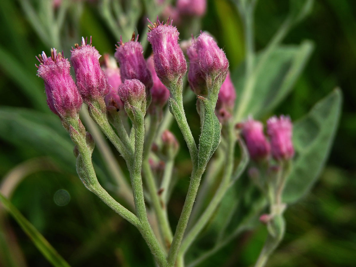 Pluchea odorata (L.) Cass.