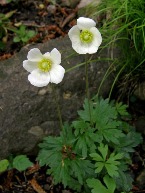 Sasanka lesní (Anemone sylvestris L.)