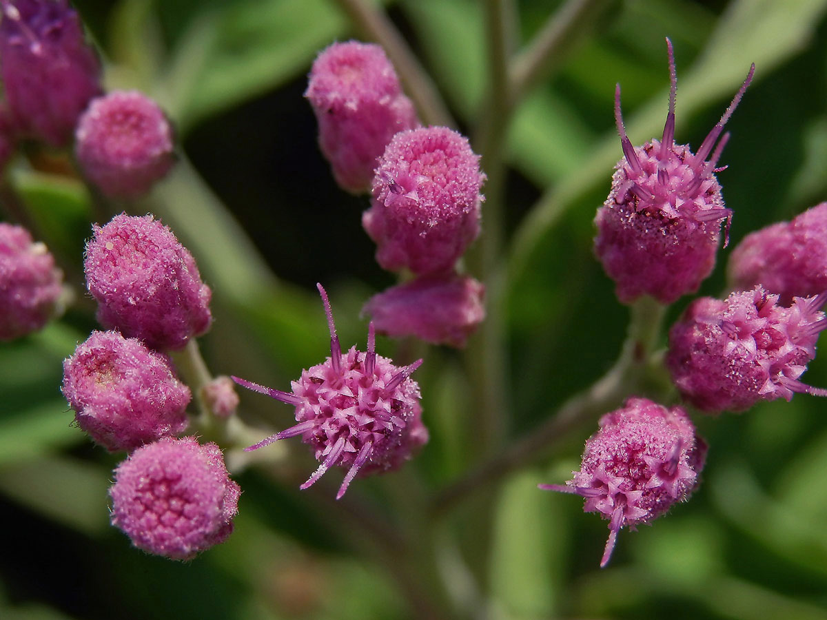 Pluchea odorata (L.) Cass.