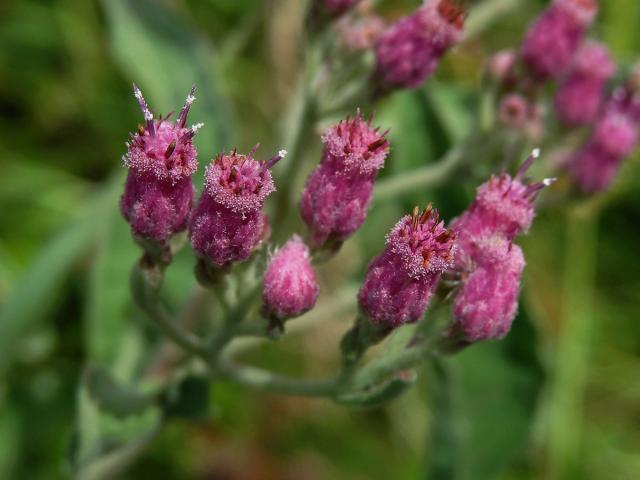 Pluchea odorata (L.) Cass.