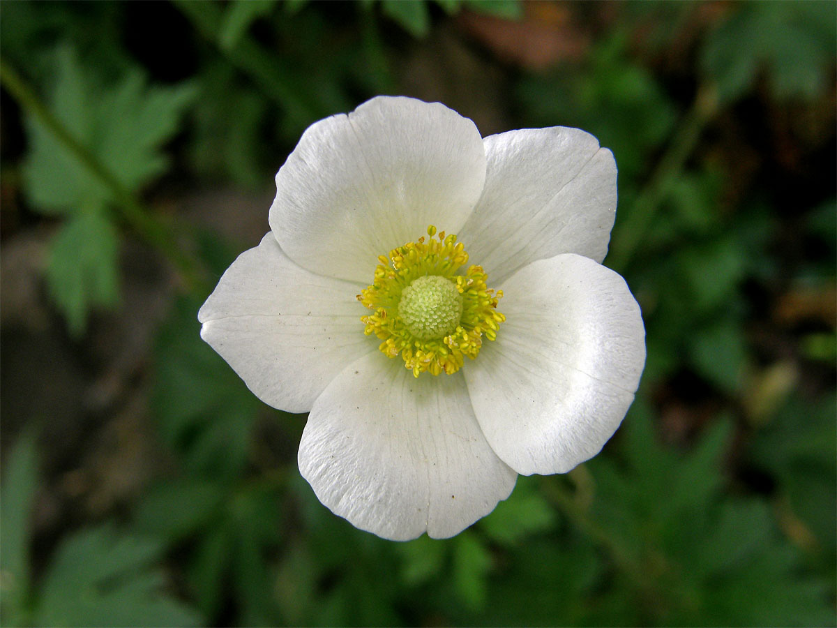 Sasanka lesní (Anemone sylvestris L.)