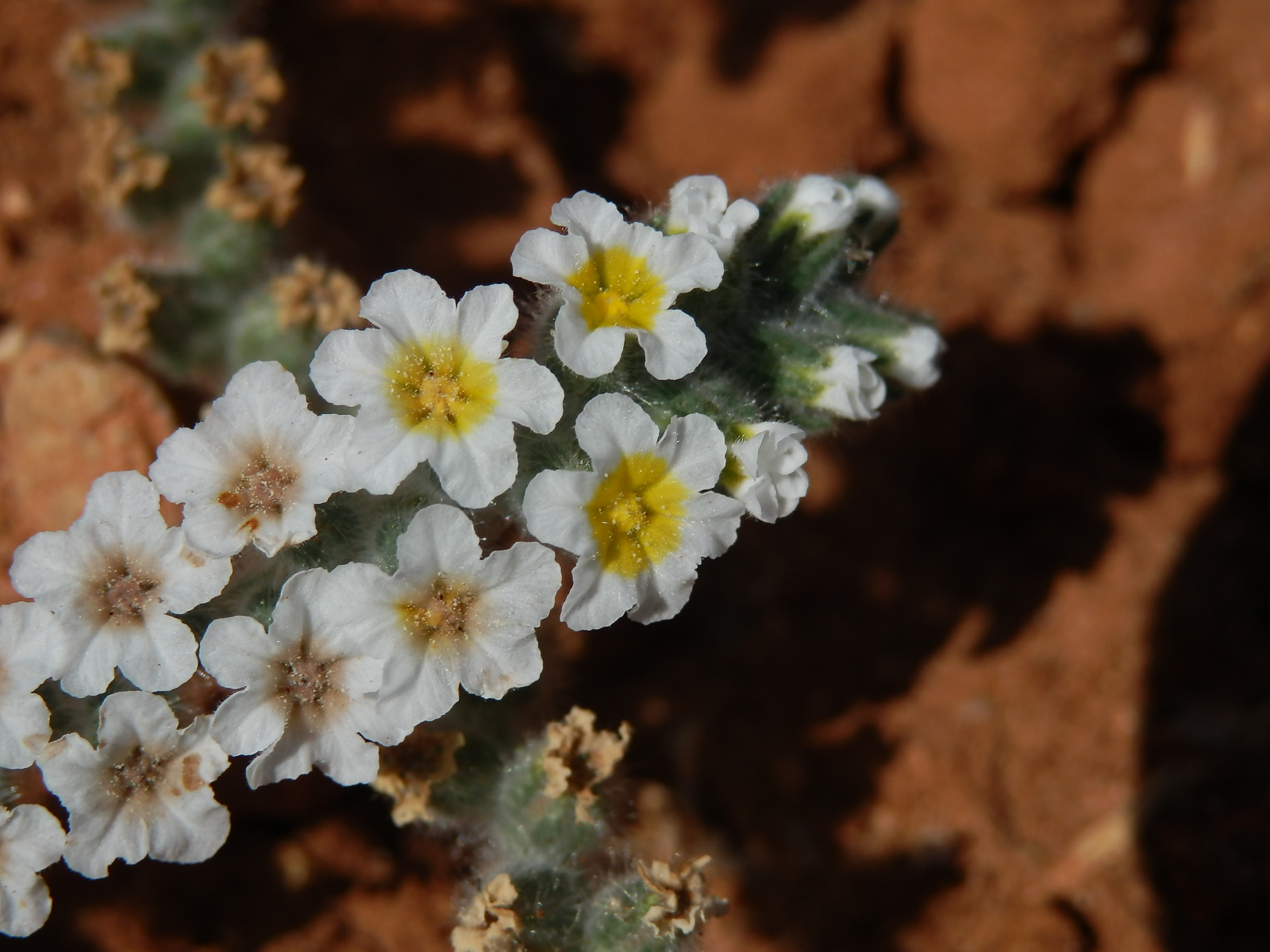 Otočník (Heliotropium hirsutissimum Grauer) s šestičetným květem (1)