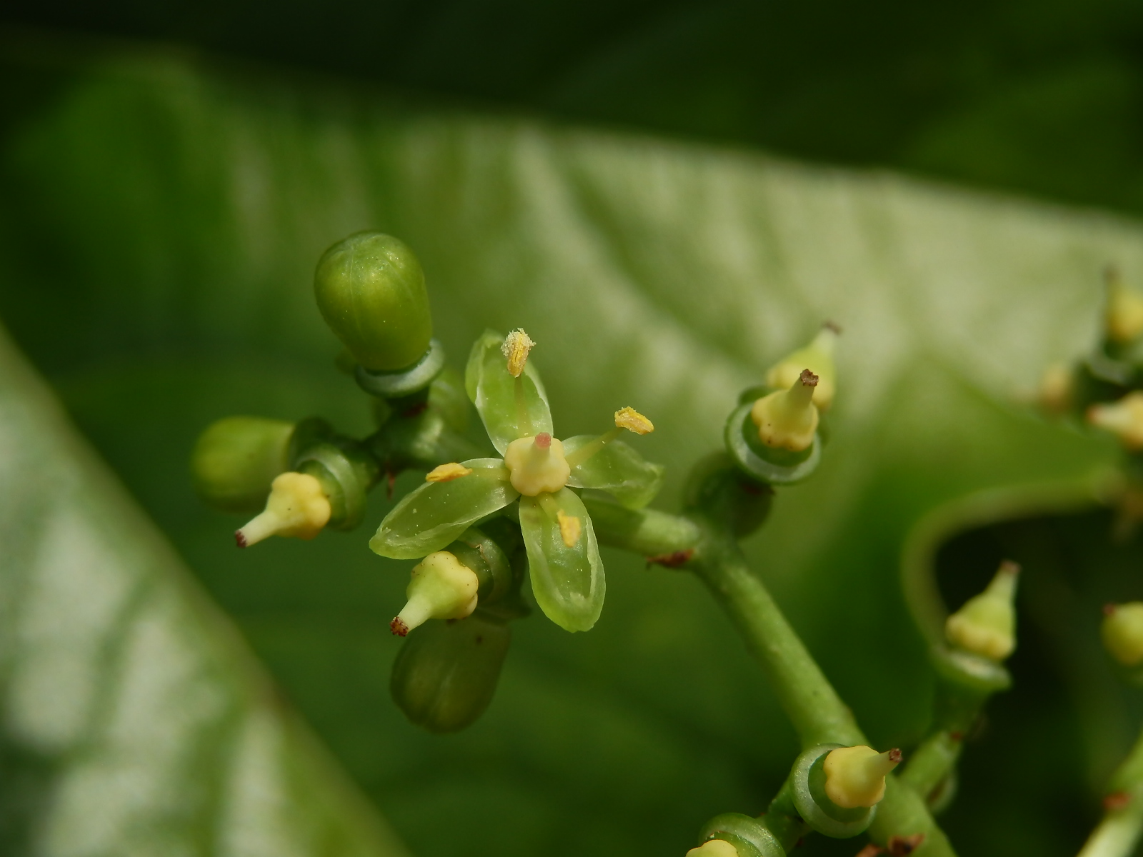 Loubinec tojlaločný (Parthenocissus tricuspidata (Siebold & Zucc.) Planch.), čtyřčetný květ