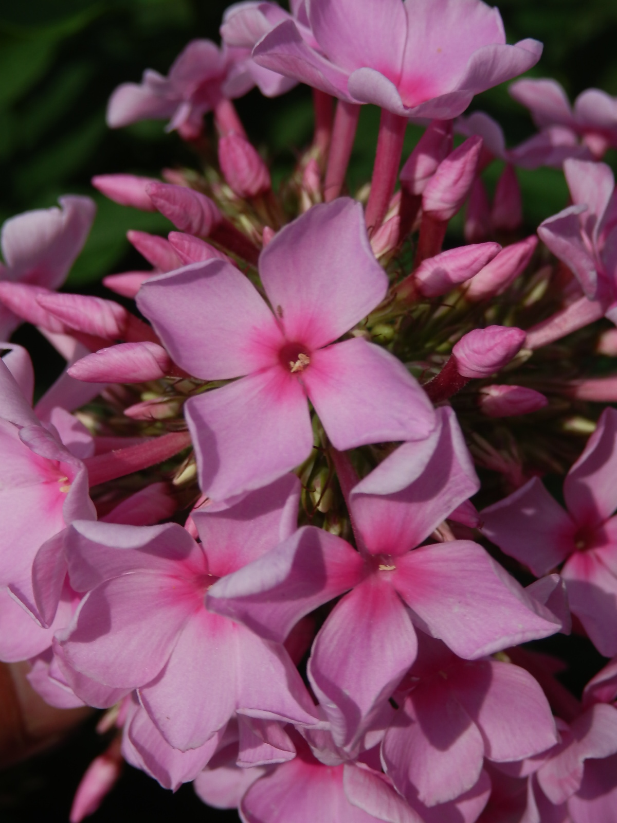 Plamenka latnatá (Phlox paniculata L.) s čtyřčetným květem (4)