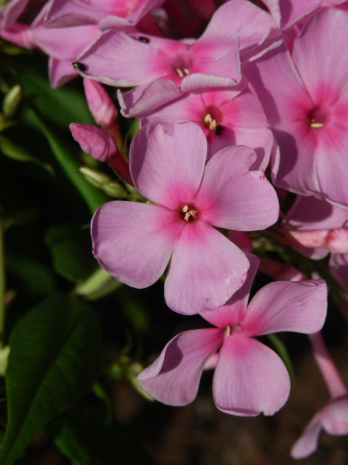 Plamenka latnatá (Phlox paniculata L.) s čtyřčetným květem (5)