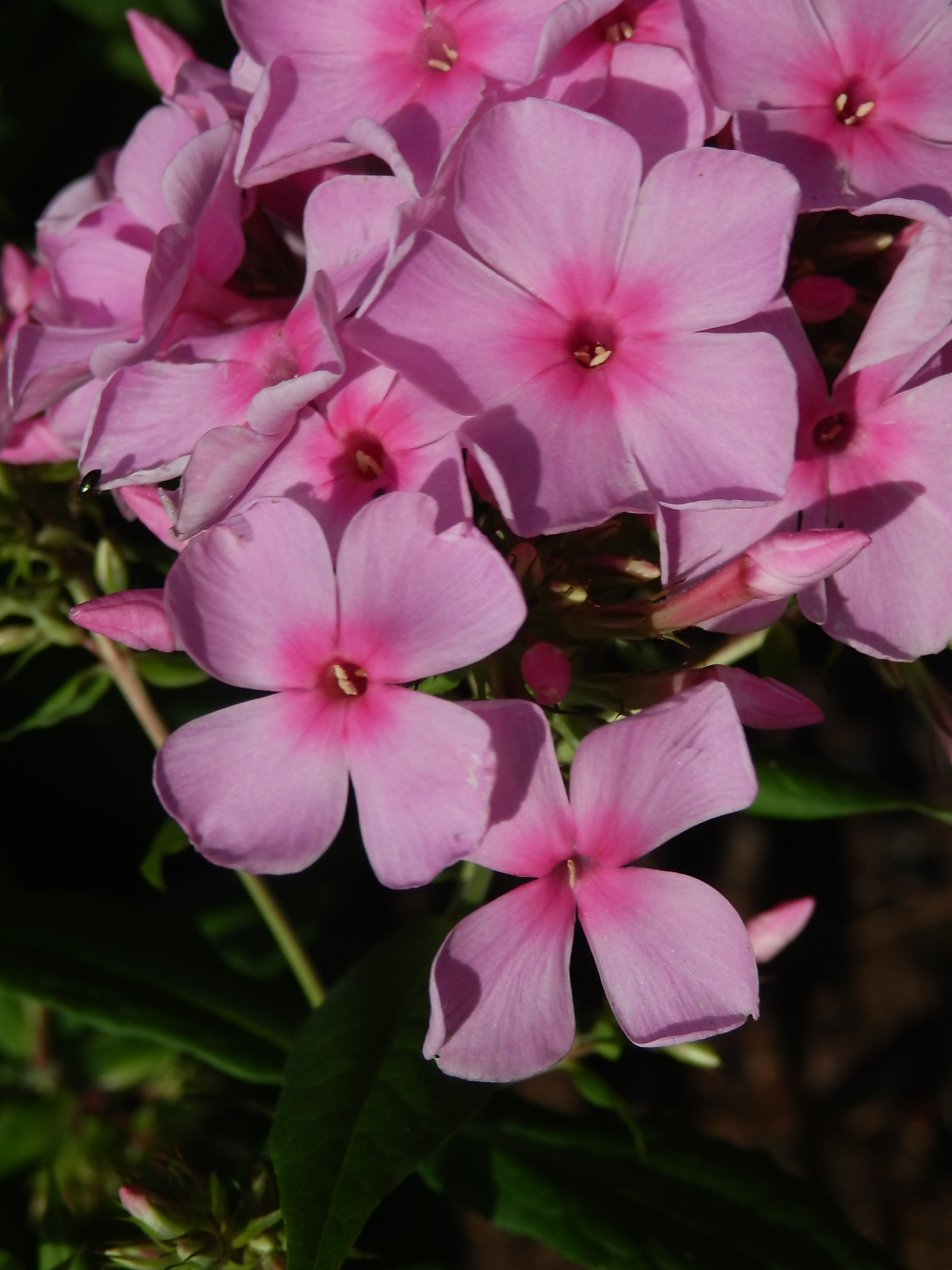 Plamenka latnatá (Phlox paniculata L.) s čtyřčetným květem (6)