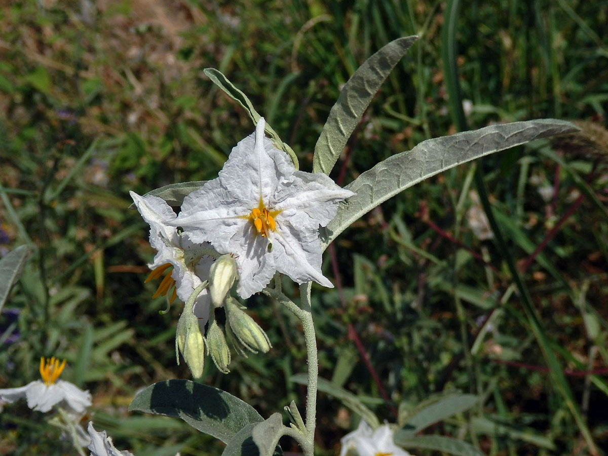 Lilek hlošinolistý (Solanum eleagnifolium Cav.) s bílými květy