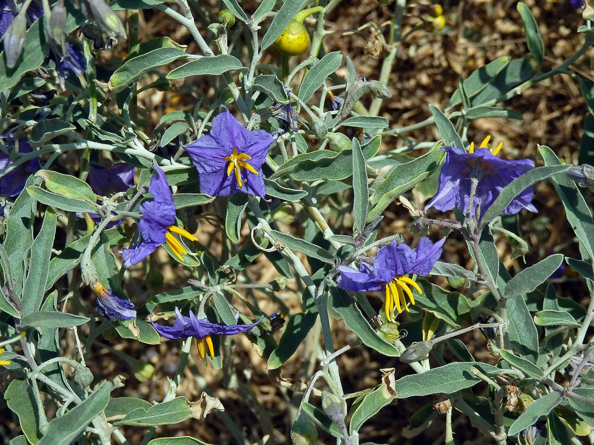 Lilek hlošinolistý (Solanum eleagnifolium Cav.)