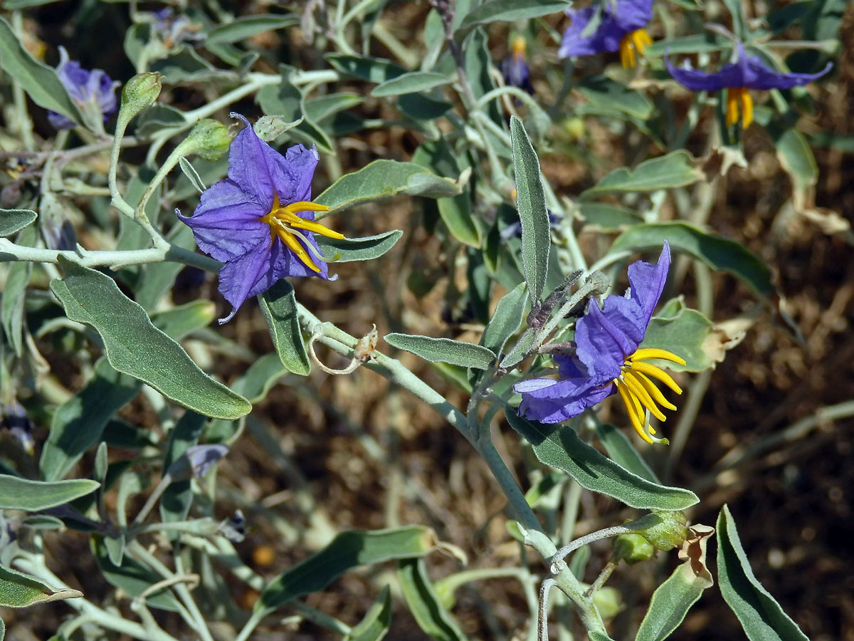 Lilek hlošinolistý (Solanum eleagnifolium Cav.)