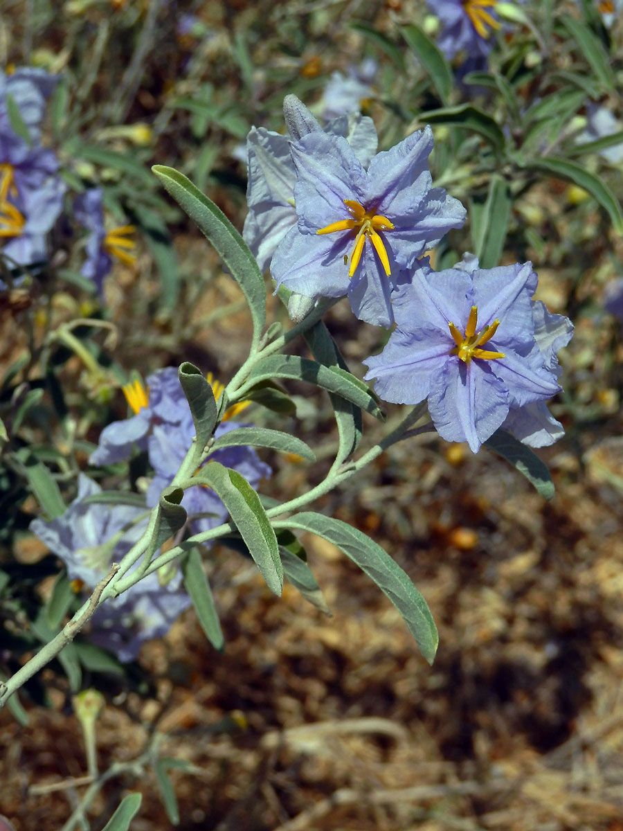 Lilek hlošinolistý (Solanum eleagnifolium Cav.)