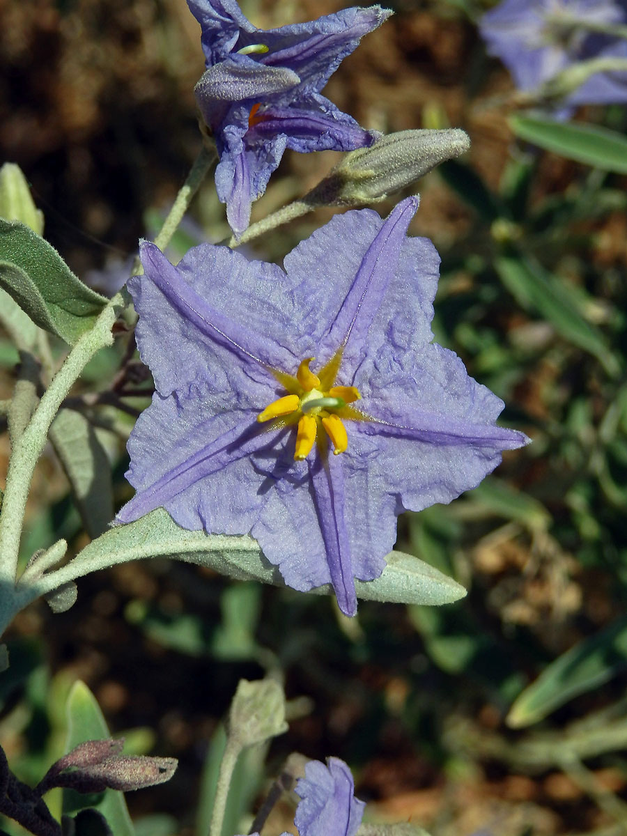 Lilek hlošinolistý (Solanum eleagnifolium Cav.)