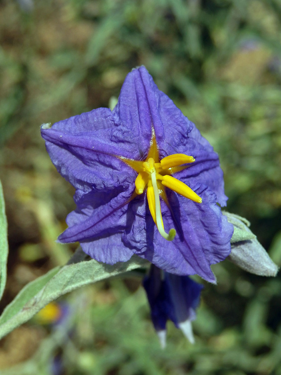 Lilek hlošinolistý (Solanum eleagnifolium Cav.)