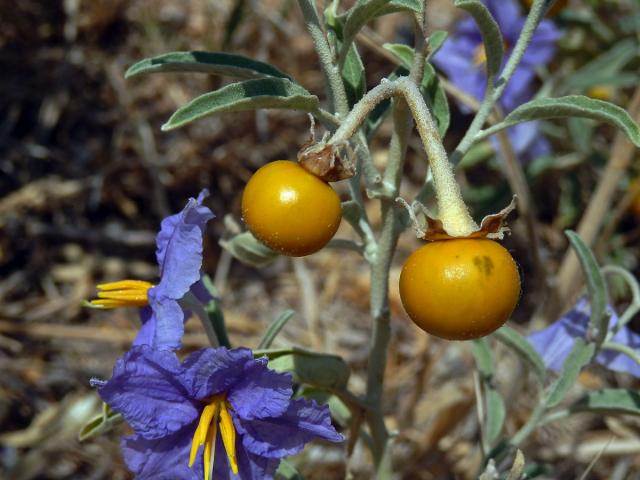 Lilek hlošinolistý (Solanum eleagnifolium Cav.)