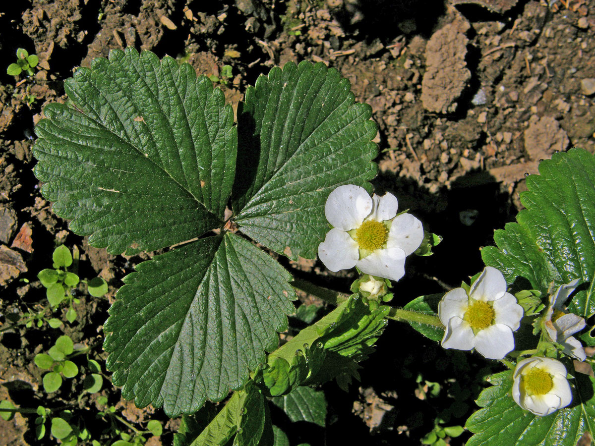 Jahodník ananasový (Fragaria x magna Thuill.)