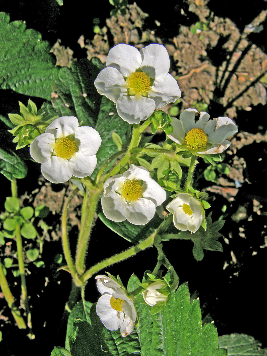 Jahodník ananasový (Fragaria x magna Thuill.)