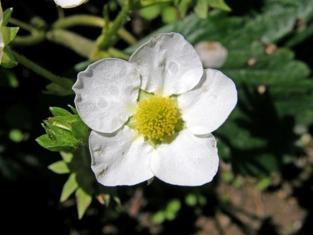 Jahodník ananasový (Fragaria x magna Thuill.)