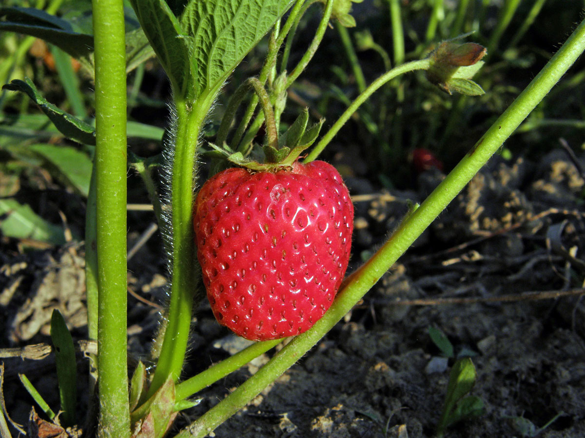 Jahodník ananasový (Fragaria x magna Thuill.)