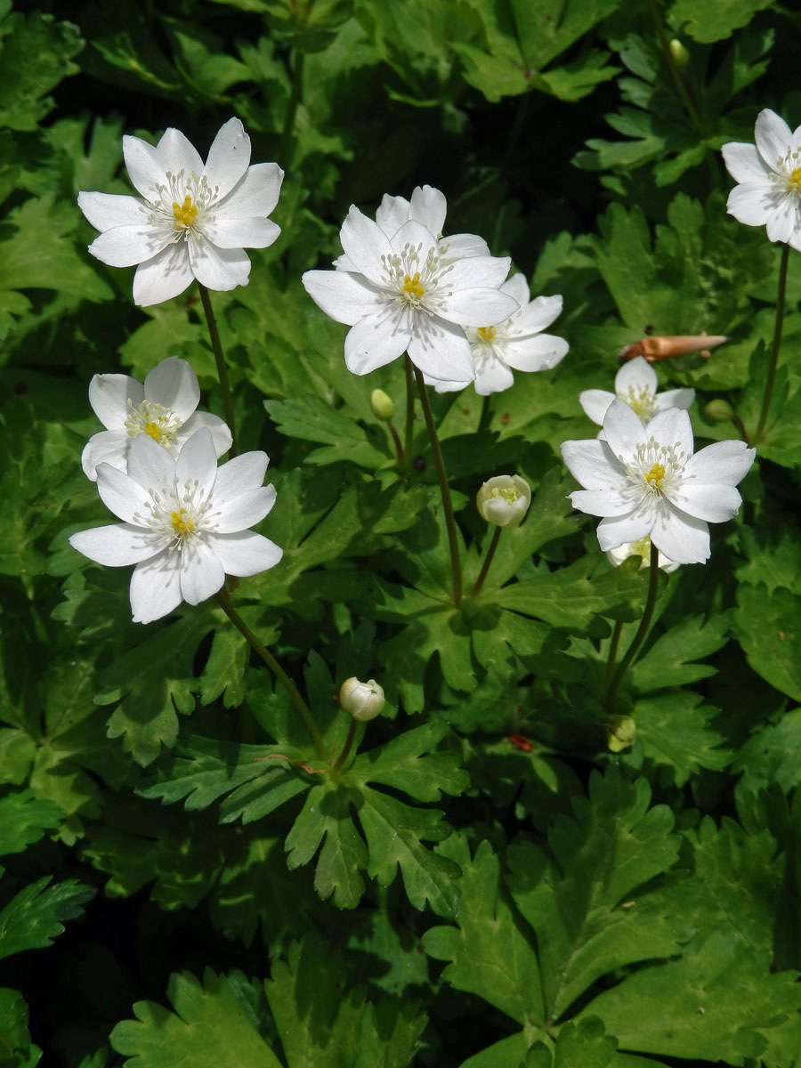 Sasanka (Anemone baicalensis Turcz.)