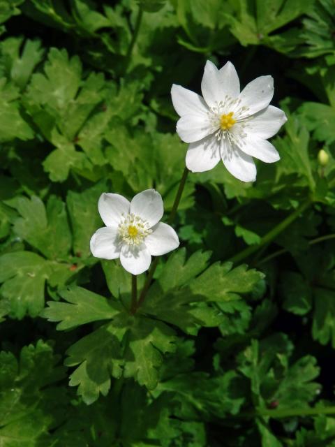 Sasanka (Anemone baicalensis Turcz.)