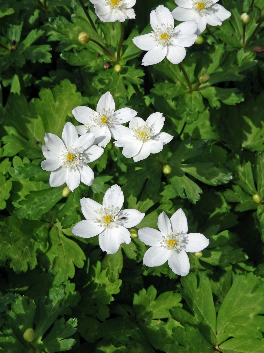 Sasanka (Anemone baicalensis Turcz.)