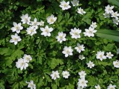 Sasanka (Anemone baicalensis Turcz.)