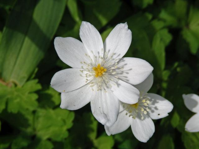 Sasanka (Anemone baicalensis Turcz.)